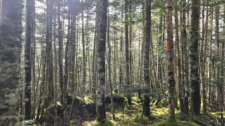 Thumbnail of post image 182